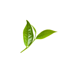 Matcha Powder