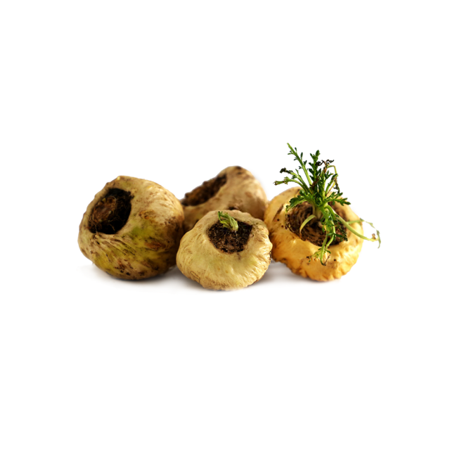 Maca Root Extract