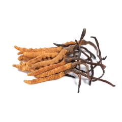 Cordyceps Sinensis Extract