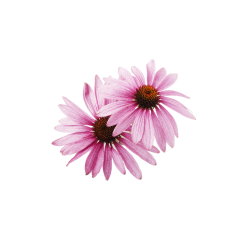 Echinacea Purpurea Extract