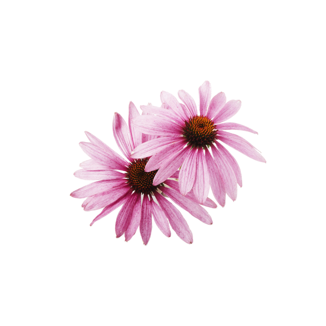 Echinacea Purpurea Extract