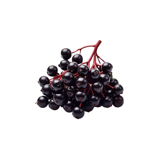 Elderberry Extract