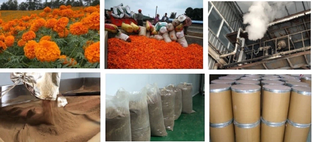 Low-temperature dehydration process flowchart for marigold flowers
