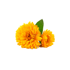 Tagetes Powder raw material close-up view