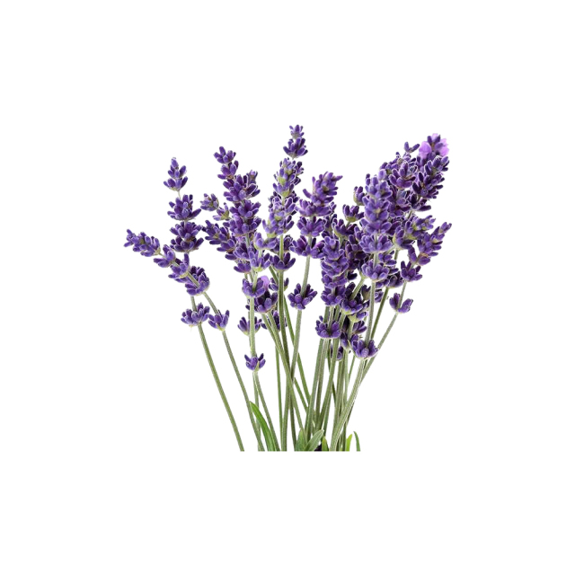 Lavandula angustifolia blossoms macro photography