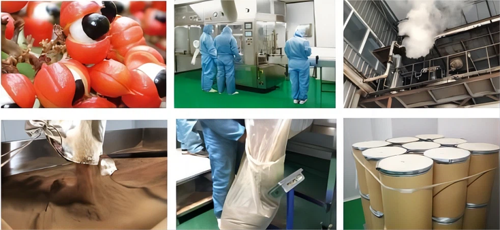 Low-temperature dehydration and milling process flowchart for guarana seed powder