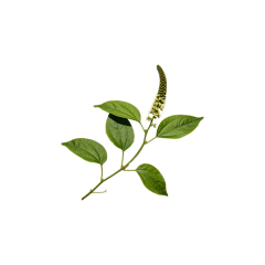 Piper Longum Extract