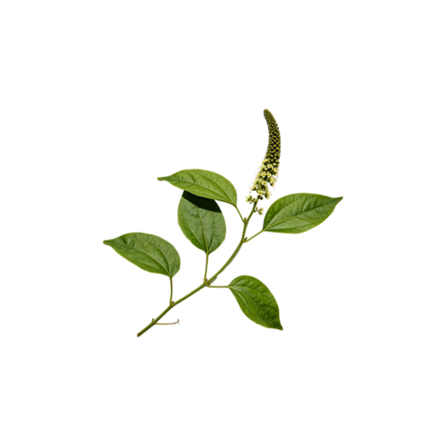 Piper Longum Extract