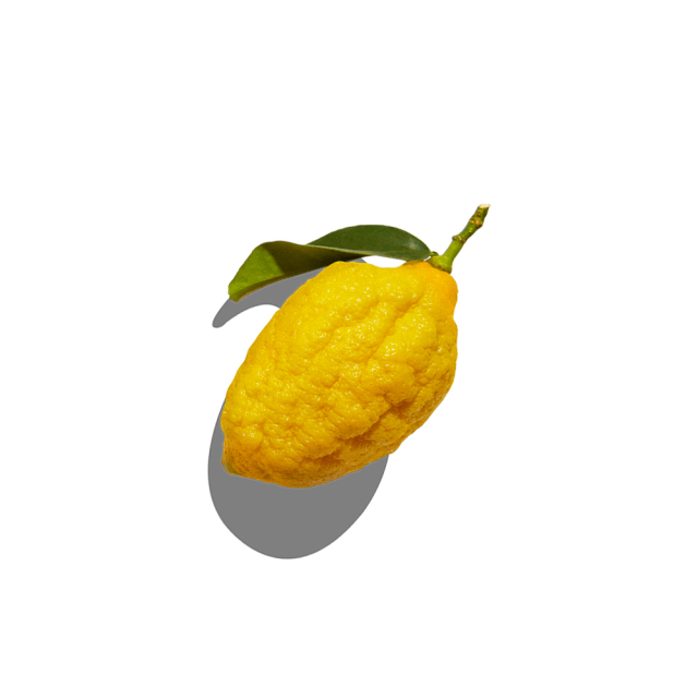 Citrus medica fresh citron fruit macro photography
