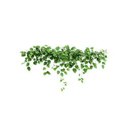 Hedera helix fresh climbing ivy leaf macro photography