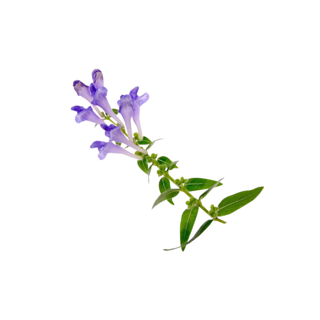 Bulk Lobelia Extract packaged in fiber drums
