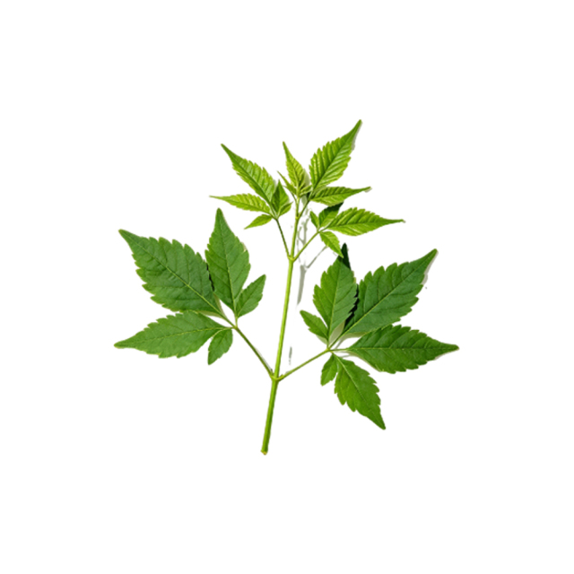 Bulk Ashitaba Extract packaged in fiber drums