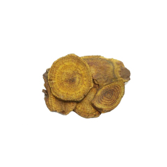 Phellinus linteus fruiting body on hardwood raw material macro photography