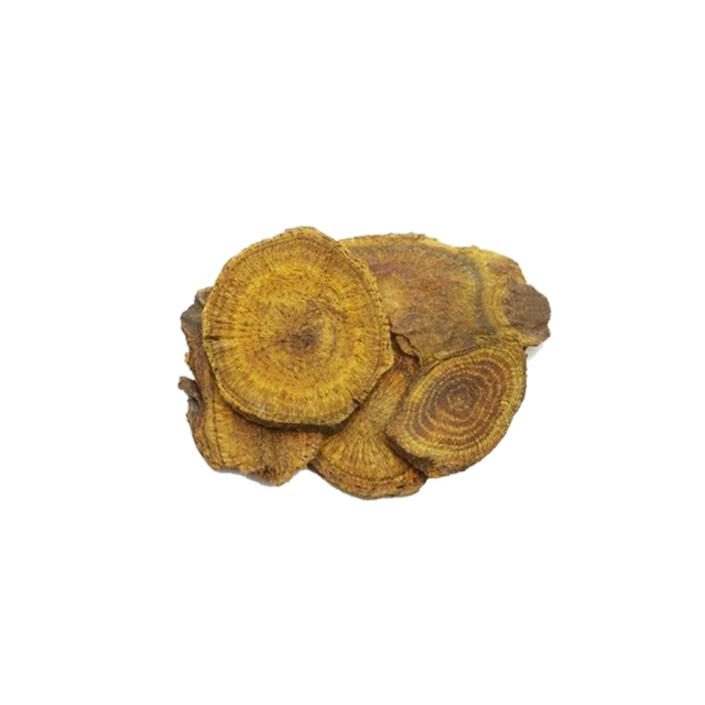 Phellinus linteus fruiting body on hardwood raw material macro photography