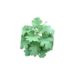 Yellow-orange Macleaya Cordata Extract fine powder detail