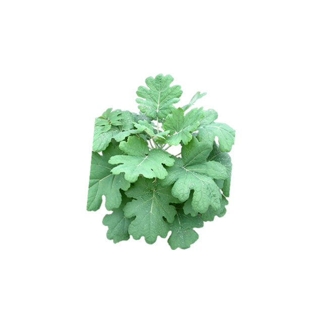 Yellow-orange Macleaya Cordata Extract fine powder detail