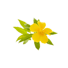 Turnera diffusa fresh aromatic leaf macro photography