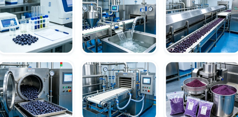 Flash freezing and sublimation drying process flowchart for freeze dried blueberry powder