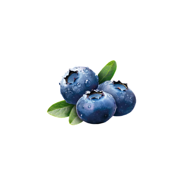 Vaccinium corymbosum fresh blueberry fruit macro photography
