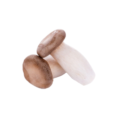 Pleurotus eryngii fresh king oyster mushroom fruiting body macro photography