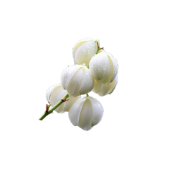 Light brown Yucca Extract fine powder detail