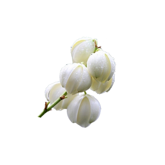 Light brown Yucca Extract fine powder detail