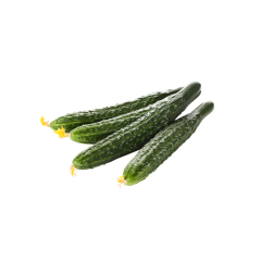 Cucumis sativus fresh cucumber cross-section macro photography