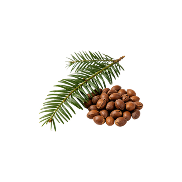 Torreya nucifera fresh seed and leaf macro photography