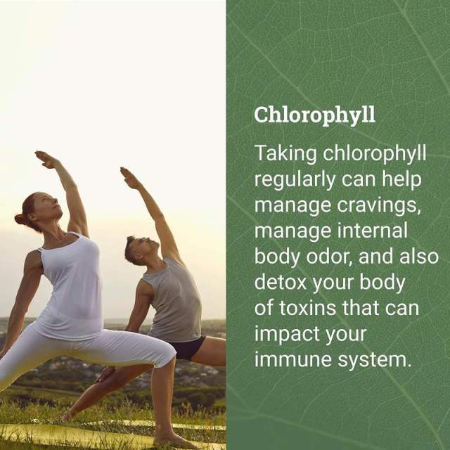 Bulk Liquid Chlorophyll Drops with Peppermint Oil Vegan Formula White Label,MY SHOP,Bulk Liquid Chlorophyll Drops with Peppermint Oil Vegan Formula White Label