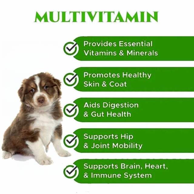 OEM Multivitamin Probiotic Dog Chews Digestive Health Skin Coat Joint Support,MY SHOP,OEM Multivitamin Probiotic Dog Chews Digestive Health Skin Coat Joint Support