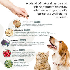 Mushroom Immune Pet Chews for Dogs and Cats Veterinary Formula 60 Chews,MY SHOP,Mushroom Immune Pet Chews for Dogs and Cats Veterinary Formula 60 Chews