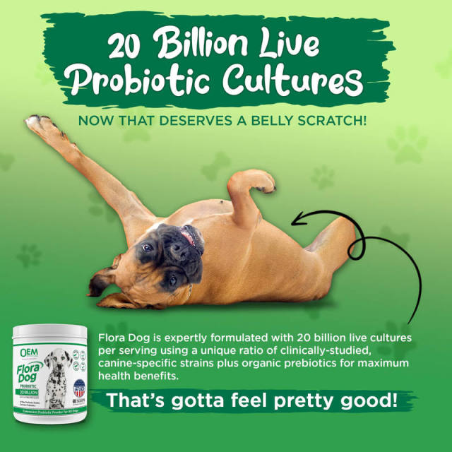 Private Label Dog Probiotic Powder 10 Raw Probiotic Strains Organic Prebiotics,MY SHOP,Private Label Dog Probiotic Powder 10 Raw Probiotic Strains Organic Prebiotics