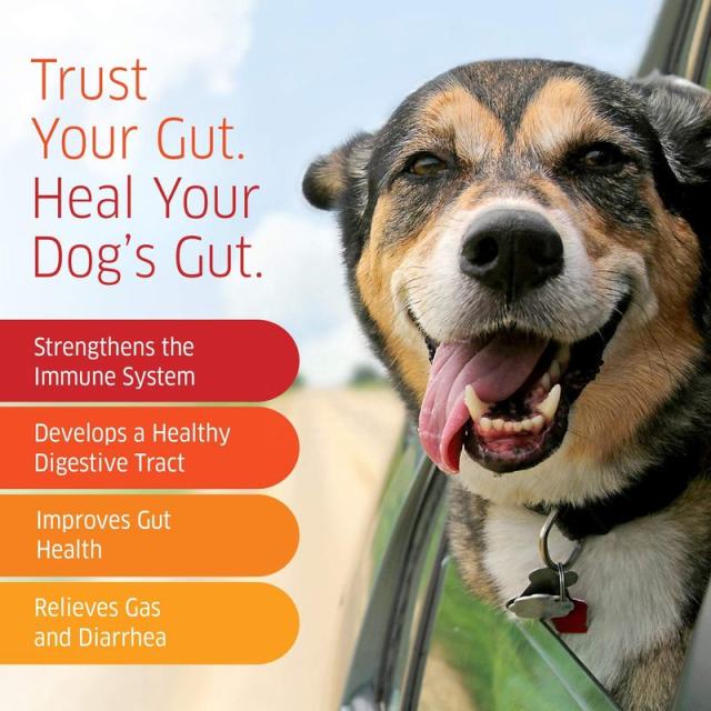 OEM Supplier Dog Gut Health Soft Chews Probiotics Prebiotics Digestive Enzymes Amylase Protease Lipase Cellulase Lactase Bromelain Lactobacillus Blend Supports Healthy Digestion Relieves Gas Diarrhea Strengthens Immunity 120 Count 264g,MY SHOP,OEM Supplier Dog Gut Health Soft Chews Probiotics Prebiotics Digestive Enzymes Amylase Protease Lipase Cellulase Lactase Bromelain Lactobacillus Blend Supports Healthy Digestion Relieves Gas Diarrhea Strengthens Immunity 120 Count 264g