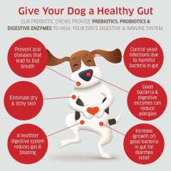 OEM Supplier Dog Gut Health Soft Chews Probiotics Prebiotics Digestive Enzymes Amylase Protease Lipase Cellulase Lactase Bromelain Lactobacillus Blend Supports Healthy Digestion Relieves Gas Diarrhea Strengthens Immunity 120 Count 264g,MY SHOP,OEM Supplier Dog Gut Health Soft Chews Probiotics Prebiotics Digestive Enzymes Amylase Protease Lipase Cellulase Lactase Bromelain Lactobacillus Blend Supports Healthy Digestion Relieves Gas Diarrhea Strengthens Immunity 120 Count 264g