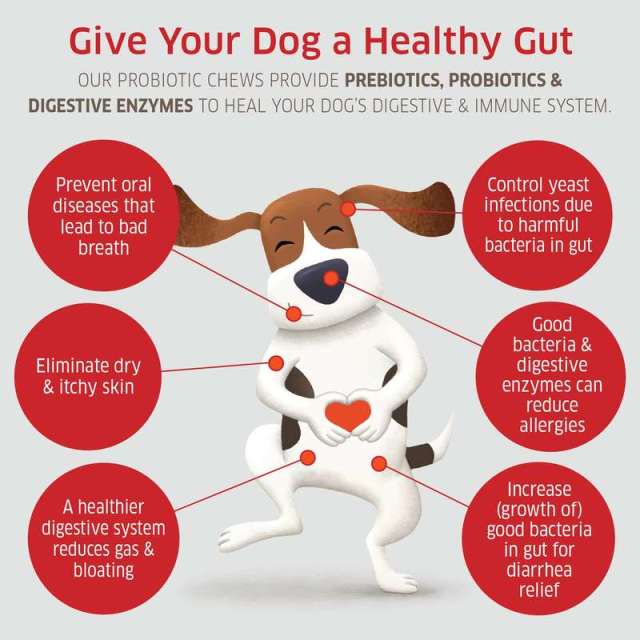 OEM Supplier Dog Gut Health Soft Chews Probiotics Prebiotics Digestive Enzymes Amylase Protease Lipase Cellulase Lactase Bromelain Lactobacillus Blend Supports Healthy Digestion Relieves Gas Diarrhea Strengthens Immunity 120 Count 264g,MY SHOP,OEM Supplier Dog Gut Health Soft Chews Probiotics Prebiotics Digestive Enzymes Amylase Protease Lipase Cellulase Lactase Bromelain Lactobacillus Blend Supports Healthy Digestion Relieves Gas Diarrhea Strengthens Immunity 120 Count 264g