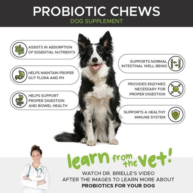 OEM Factory Probiotic Chews For Dogs 6 Billion CFU Per Serving Digestive Health Immune Support Nutrient Absorption Skin Coat Support Itchy Skin Relief Seasonal Allergies Carrot Pumpkin Sweet Potato Flaxseed Chicken Flavor 100 Chews,MY SHOP,OEM Factory Probiotic Chews For Dogs 6 Billion CFU Per Serving Digestive Health Immune Support Nutrient Absorption Skin Coat Support Itchy Skin Relief Seasonal Allergies Carrot Pumpkin Sweet Potato Flaxseed Chicken Flavor 100 Chews