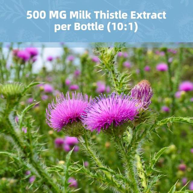 OEM Factory Private Label Liver Cleanse Detox Capsules 500mg Milk Thistle 10:1 With Turmeric Dandelion Licorice Cassia Vitamin A C B6 Zinc Supports Liver Detox Repair Digestive Immune Health 120 Capsules 60 Day Supply,MY SHOP,OEM Factory Private Label Liver Cleanse Detox Capsules 500mg Milk Thistle 10:1 With Turmeric Dandelion Licorice Cassia Vitamin A C B6 Zinc Supports Liver Detox Repair Digestive Immune Health 120 Capsules 60 Day Supply