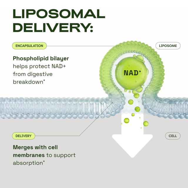Liposomal NAD Capsules,MY SHOP,500mg Liposomal NAD+ Capsules - OEM supplement manufacturer
