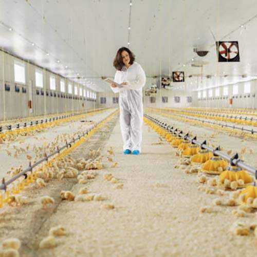 Farmkon,Atava Tech Ltd,Farmkon broad-spectrum reliable disinfectant-Monopersulphate compound