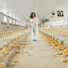 Farmkon,Atava Tech Ltd,Farmkon broad-spectrum reliable disinfectant-Monopersulphate compound