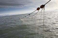 Custom PE Gill Net,Custom Gill Net Manufacturer | PE Fishing Gill Net Supplier,PLFISHERY