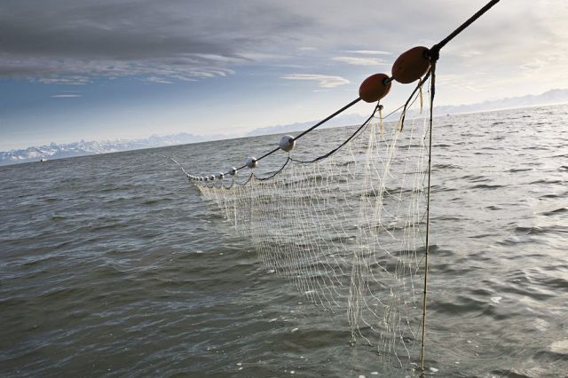 Custom PE Gill Net,Custom Gill Net Manufacturer | PE Fishing Gill Net Supplier,PLFISHERY