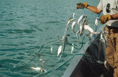 Custom PE Gill Net,Custom Gill Net Manufacturer | PE Fishing Gill Net Supplier,PLFISHERY