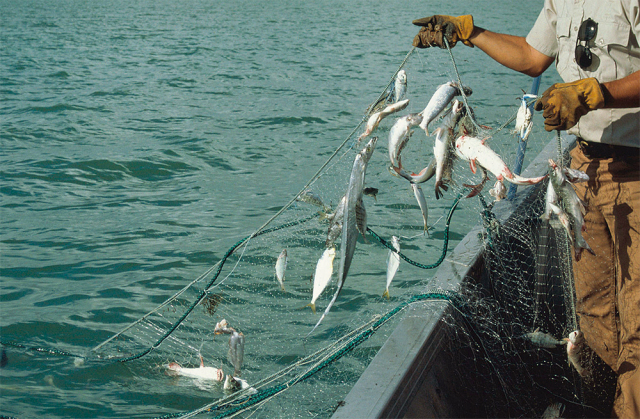Custom PE Gill Net,Custom Gill Net Manufacturer | PE Fishing Gill Net Supplier,PLFISHERY