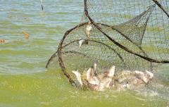 Custom Trap Net,Custom Trap Net Manufacturer | PE Fishing Trap Net Supplier,PLFISHERY