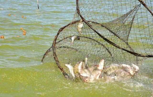 Custom Trap Net,Custom Trap Net Manufacturer | PE Fishing Trap Net Supplier,PLFISHERY