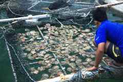 Custom Pearl Farming Net,Pearl Farming Net Manufacturer | PE Monofilament Aquaculture Net,PLFISHERY