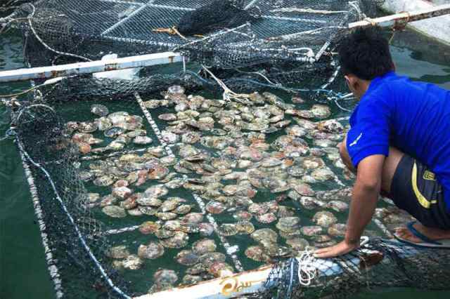 Custom Pearl Farming Net,Pearl Farming Net Manufacturer | PE Monofilament Aquaculture Net,PLFISHERY