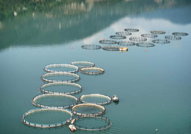 Custom Cage Net,Custom Cage Net Manufacturer | PE Aquaculture Fish Cage Net,PLFISHERY