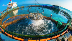 Custom Cage Net,Custom Cage Net Manufacturer | PE Aquaculture Fish Cage Net,PLFISHERY